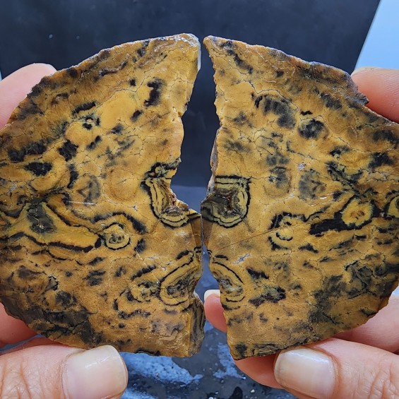 Rare Collectible Opal Pair, Leopard/Cheetah Opal Viewing Stone
